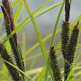 Carex acuta GM P9