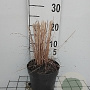 Molinia caerulea 'Heidebraut' GM 2,0L