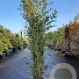 Phyllostachys vivax 'Aureocaulis' 250-300 cm 15L
