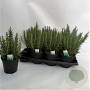 Rosmarinus officinalis P14