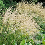 Deschampsia cesp. 'Schottland' GM P9