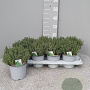Thymus vulgaris P14