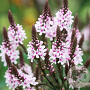 Verbena hastata 'Pink Spires' GM P9