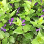 Vinca major balcanica GM P9