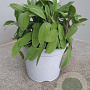 Salvia officinalis GM C3