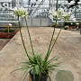 Agapanthus Eydori White GM P15