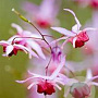 Epimedium 'Pink Elf' GM P9