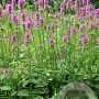 Stachys monieri 'Hummelo' GM P9