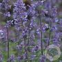 Nepeta faassenii 'Grol' GM P9