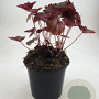 Heuchera m. 'Palace Purple' GM 1.5