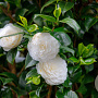 Camellia j. 'Powder Puff' halfstam container