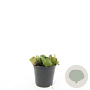Phlomis russeliana GM 1.5