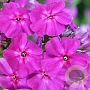 Phlox (P) 'The King' GM P9