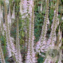 Veronicastrum virg. 'Pink Glow' GM P9