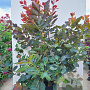Cotinus 'Grace' 50-60 cm 7,5L