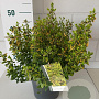 Euonymus fort. 'Emerald 'n' Gold' 30-40 cm 5,0L