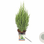Juniperus chin. 'Stricta' 35-40 cm 2,0L