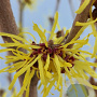 Hamamelis int. 'Westerstede' 100-125 cm met kluit piramide