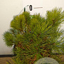 Pinus mugo pumilio 20-25 cm 2,0L