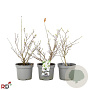 Magnolia stellata 40-50 cm 5,0L met knop
