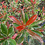 Photinia fraseri Pink Marble 14-16 HO container 125 cm stam LEIVORM