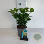 Prunus l. Etna 30-40 cm 25L