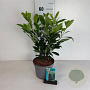 Prunus l. 'Herbergii' 40-50 cm 35L