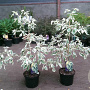 Cornus controversa 'Variegata' 80-100 cm 7,5L