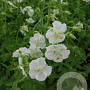 Geranium ph. 'Album' GM P9