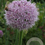 Allium nutans 'Caroline' GM P9