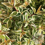 Abelia grandifl. 'Radiance' 20-25 cm 2,0L