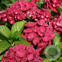 Hydrangea macrophylla 'Red Baron' 25-30 cm 3,5L