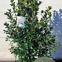 Ilex meserv. Heckenfee 125-150 cm met kluit