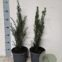 Taxus baccata 40-50 cm 3,0L