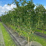 Acer campestre 300-350 cm draadkluit meerstammig 3-4 tak