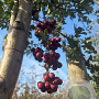 Crataegus monogyna 150-175 cm met kluit