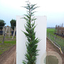 Cupressocyparis leylandii 150-175 cm 7,5L Gestokt