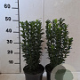 Euonymus jap. 'Green Spire' 30-40 cm 2,0L