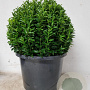 Euonymus jap. 'Green Spire' 35 cm container bol