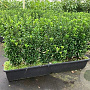 Euonymus jap. 'Green Spire' 40-45 cm 20L bol