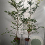 Fagus sylvatica 100-125 cm 4,0L
