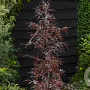 Fagus syl. Midnight Feather 40-50 cm met kluit