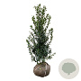 Ilex meserv. 'Heckenpracht' 100-125 cm met kluit