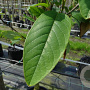 Magnolia sieboldii 8-10 cm container