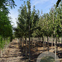 Malus sylvestris 12-14 HO draadkluit 3 X verplant