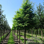 Metasequoia glyptostroboides 14-16 HO draadkluit 3 X verplant