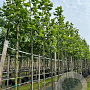 Platanus hispanica 16-18 HO container 125 cm stam LEIVORM