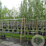 Salix alba 'Sericea' 16-18 HO container 125 cm stam LEIVORM