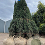 Taxus b. 'Fastigiata Robusta' 125-150 cm met kluit