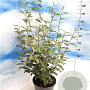 Elaeagnus ebbingei 80-100 cm 10L